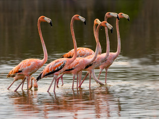 American flamingos Foraging on the Pond