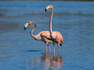 Two American flamingos Foraging on the Pond