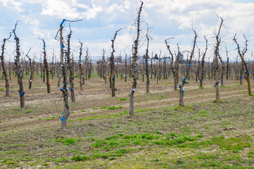 Apple trees in the garden, pruning apple trees