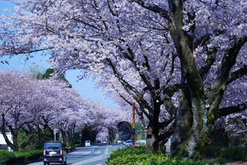 桜の花が満開となってトンネルとなった春の道路