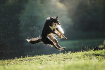 the dog is playing with the disc in nature. Active and funny black border collie, pet plays