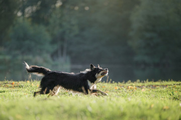the dog is playing with the disc in nature. Active and funny black border collie, pet plays