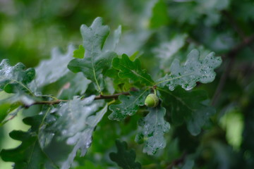 green leaf with water drops, oak fruit