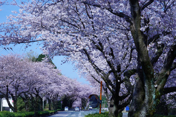 桜の花が満開となってトンネルとなった春の道路