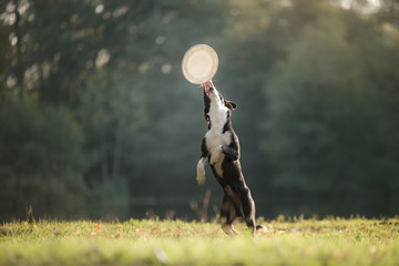 the dog is playing with the disc in nature. Active and funny black border collie, pet plays