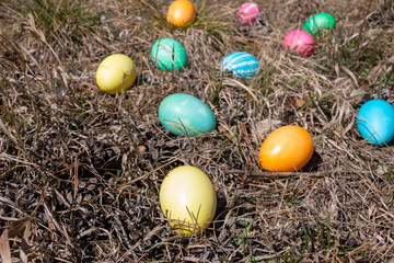 Easter decorated eggs in a forest on spring grass