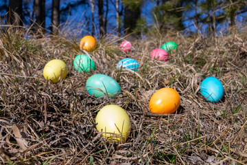 Easter decorated eggs in a forest on spring grass