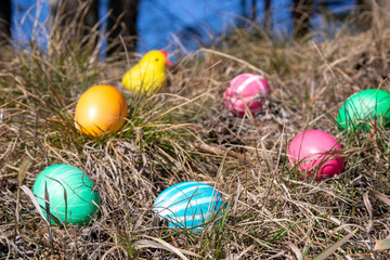 Fototapeta na wymiar Easter decorated eggs and a cute yellow chick in a forest on spring grass