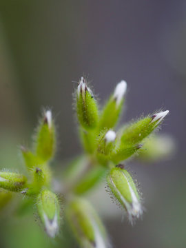 small flower buds