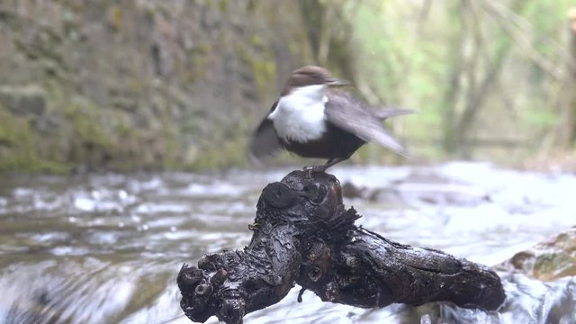 Wasseramsel, White-throated Dipper (Cinclus cinclus)