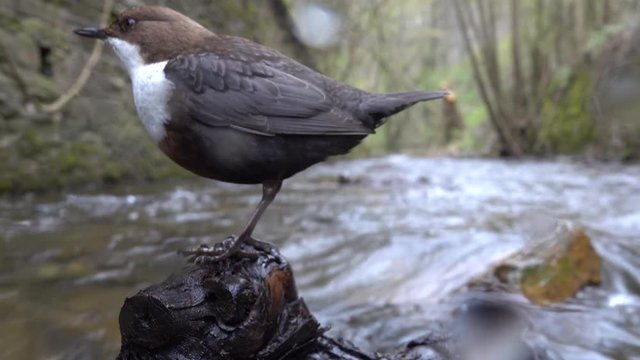 Wasseramsel, White-throated Dipper (Cinclus cinclus)