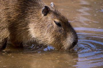 Aguti (Dasyprocta leporina)