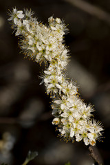 Blackthorn (Prunus spinosa) flower buds.
