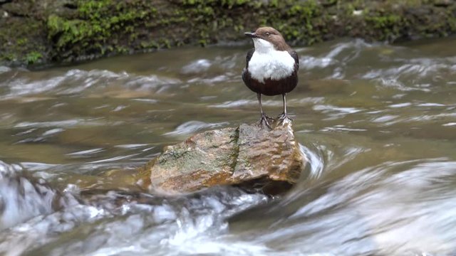 Wasseramsel, White-throated Dipper (Cinclus cinclus)