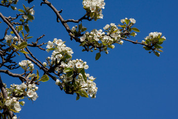 Apple  (Pyrus) tree flower buds