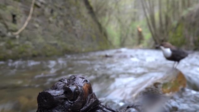 Wasseramsel, White-throated Dipper (Cinclus cinclus)