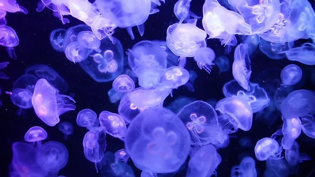 Beautiful jellyfish, medusa in the neon light with the fishes. Underwater life in ocean jellyfish. exciting and cosmic sigh