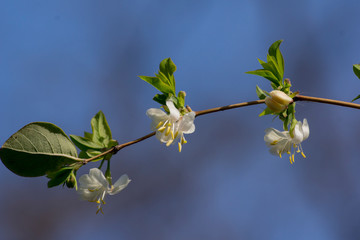 Early honeysuckle (Lonicera fragrantissima).