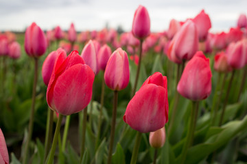 Tulips