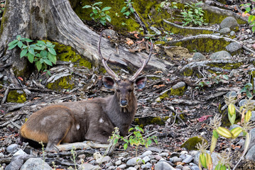 Black colored sambar (Rusa unicolor)  deer sitting against a dark tree background in Jim Corbett Tiger Reserve National Park in Uttarakhand, India