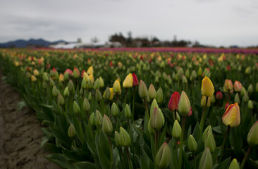 Tulips