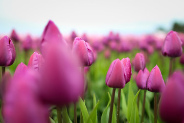 Fototapeta premium Tulips