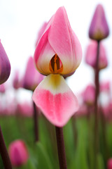 Fototapeta premium Tulips