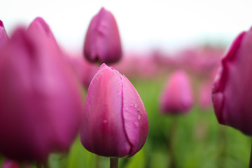 Obraz premium Tulips
