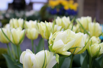 Fototapeta premium Tulips