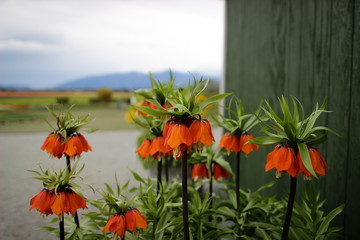 Fritillaria