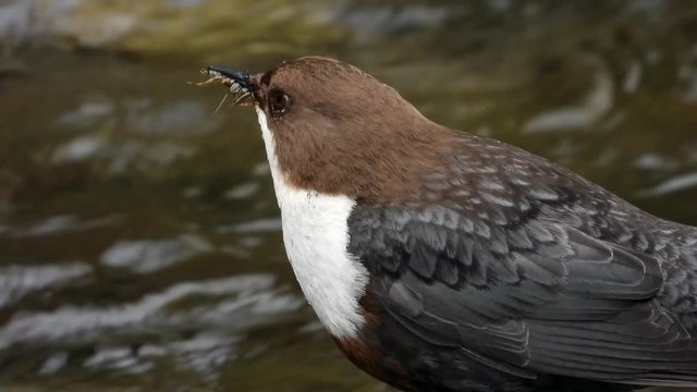 Wasseramsel, White-throated Dipper (Cinclus cinclus)