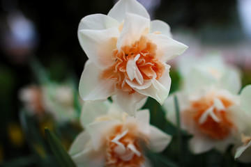 Obraz na płótnie Canvas Daffodil