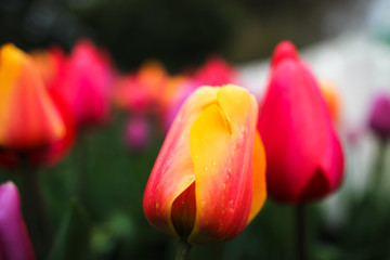 Fototapeta premium Orange Pink Tulip Closeup