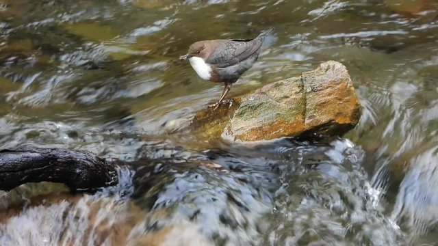 Wasseramsel, White-throated Dipper (Cinclus cinclus)