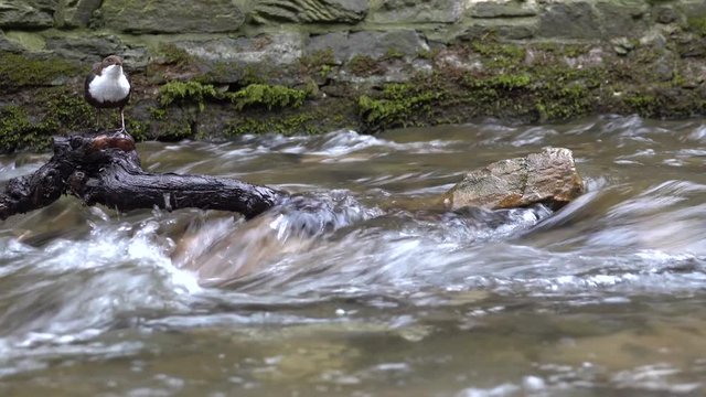 Wasseramsel, White-throated Dipper (Cinclus cinclus)