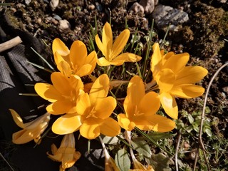 Naklejka na ściany i meble Crocuses in the garden in the spring sun