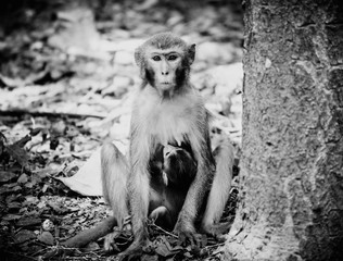 Mother monkey feeding milk her baby on nature in the national park