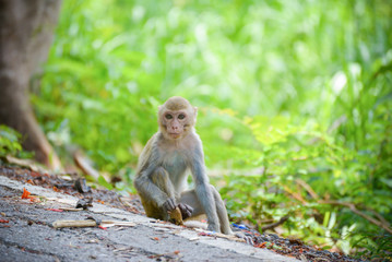 young asia monkey sitting on roadside on nature background in the national park