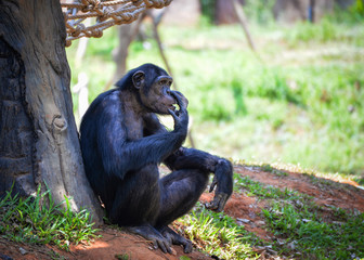 Chimpanzee live in the national park / Pan troglodytes