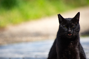 Naklejka na ściany i meble 睨む黒猫