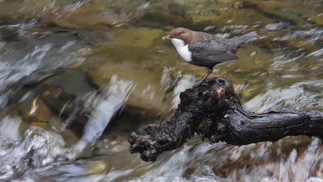 Wasseramsel, White-throated Dipper (Cinclus cinclus)