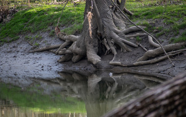Fototapeta na wymiar Old Tree on a river