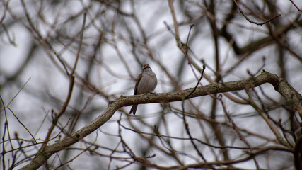 Sparrow on a Branch