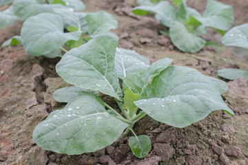 Kale on filed,growing state