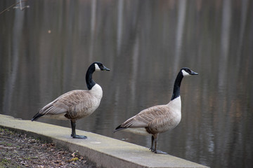 Geese on the side of a pond