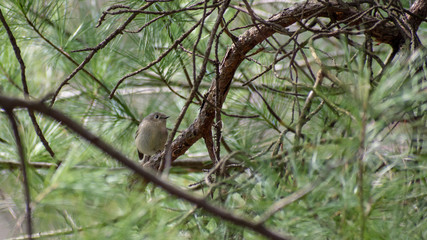 Naklejka na ściany i meble Songbird sitting on a branch