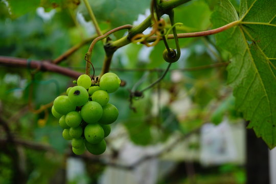  Photograph of large amount of grapes a villendo in southern Costa Rica
