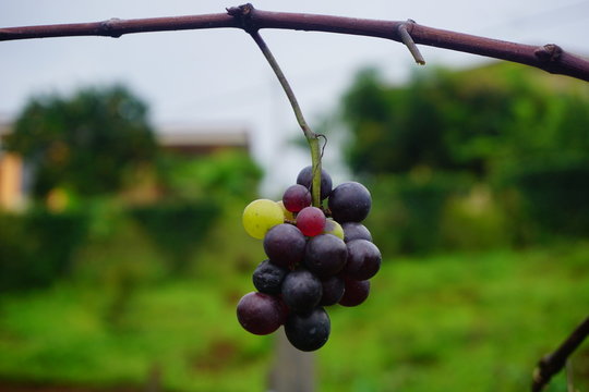  Photograph of large amount of grapes a villendo in southern Costa Rica