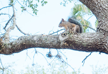 Squirrel is on the tree branch