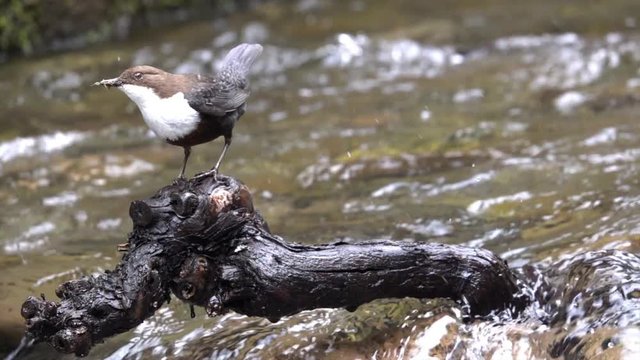 Wasseramsel, White-throated Dipper (Cinclus cinclus)